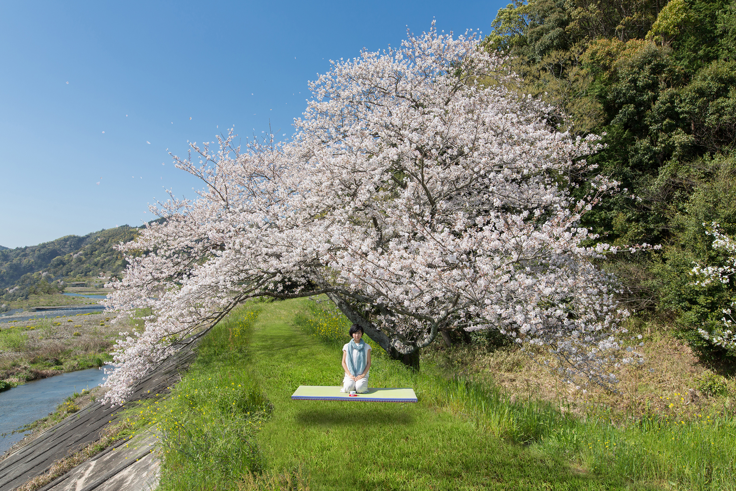 sakura_201910_sp.jpg